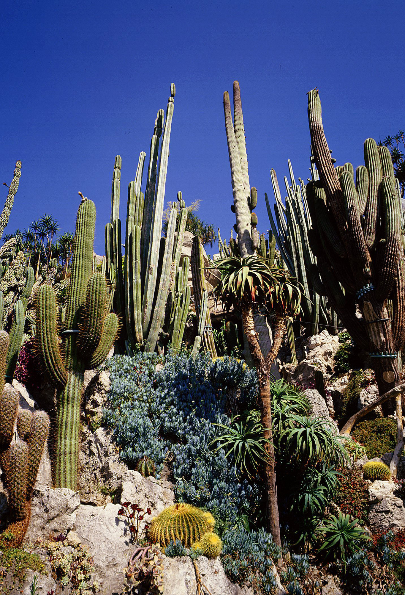Jardin Exotique